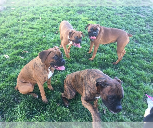 Medium Photo #1  Breeder Profile in HAMILTON, NJ, USA
