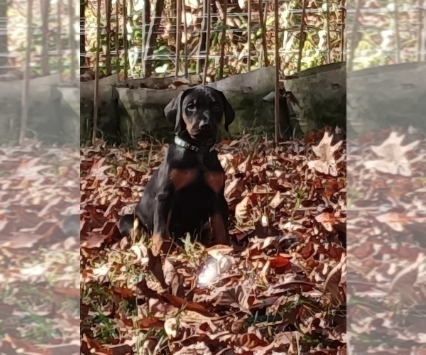 Medium Photo #1  Breeder Profile in CHESHIRE, CT, USA