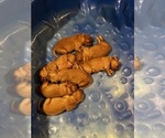 Small #1 Breeder Profile image