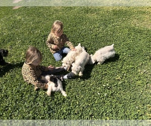 Schnauzer (Miniature) Dog Breeder near BIG CABIN, OK, USA