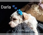Small #123 Breeder Profile image
