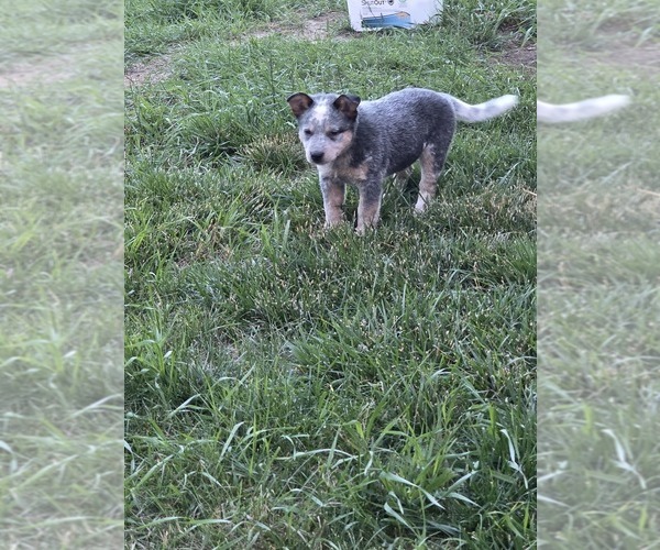 Medium Photo #9  Breeder Profile in HAWARDEN, IA, USA