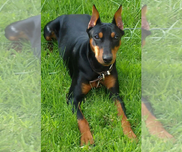 Medium Photo #1  Breeder Profile in LANCASTER, CA, USA