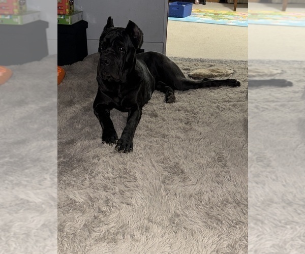 Medium Photo #6  Breeder Profile in STUART, IA, USA