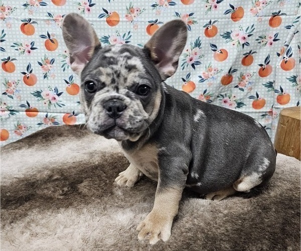 Medium Photo #7  Breeder Profile in BLAKESBURG, IA, USA