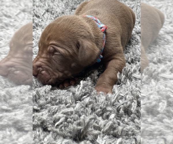 Medium Photo #30  Breeder Profile in COVINGTON, LA, USA