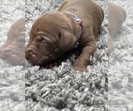 Small #29 Breeder Profile image