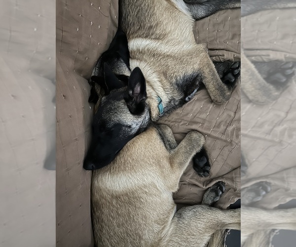 Medium Photo #16  Breeder Profile in WILLIAMS, CA, USA