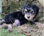 Small #4 Breeder Profile image