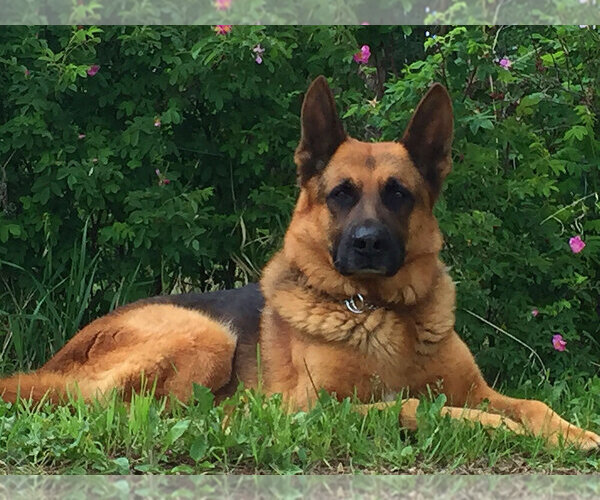 Medium Photo #1  Breeder Profile in Bowden, Alberta, Canada
