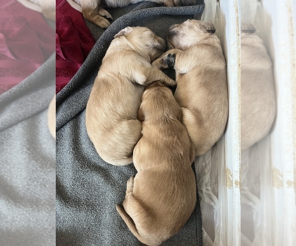 Medium Photo #18  Breeder Profile in SWEETWATER, TN, USA