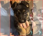 Small #13 Breeder Profile image