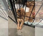 Small #38 Breeder Profile image