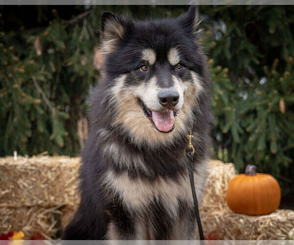 Medium Photo #77  Breeder Profile in FREDERICK, MD, USA