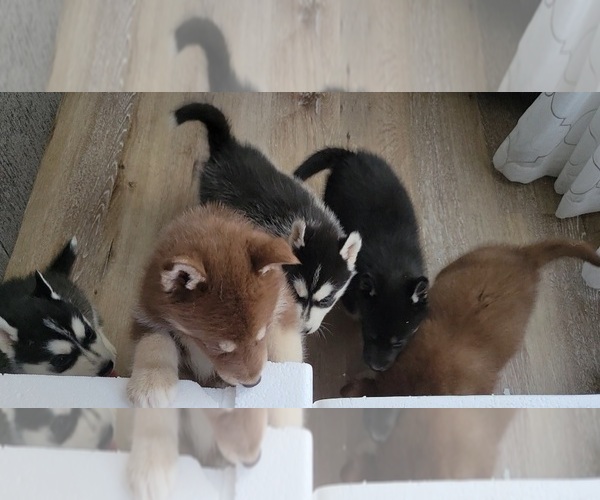 Medium Photo #1  Breeder Profile in BELLEVUE, WA, USA