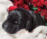 Small #9 Breeder Profile image