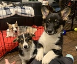 Small breeder photo