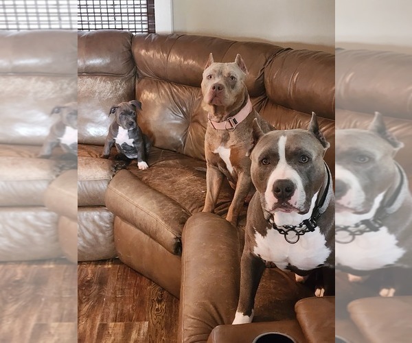 Medium Photo #8  Breeder Profile in NOBLESVILLE, IN, USA