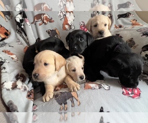 Labrador Retriever Dog Breeder near NOTTINGHAM, PA, USA