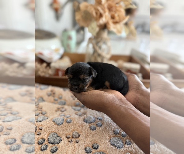 Medium Photo #9  Breeder Profile in MIDLAND, GA, USA