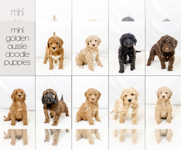 Medium Photo #1  Breeder Profile in WEST JORDAN, UT, USA