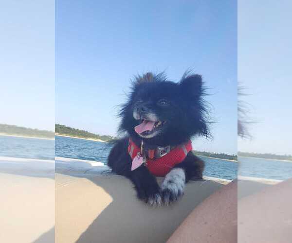 Medium Photo #2  Breeder Profile in HARKER HEIGHTS, TX, USA