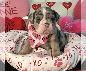English Bulldogge Dog Breeder near LEHIGH ACRES, FL, USA