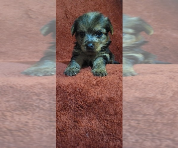 Medium Photo #277  Breeder Profile in AKRON, OH, USA