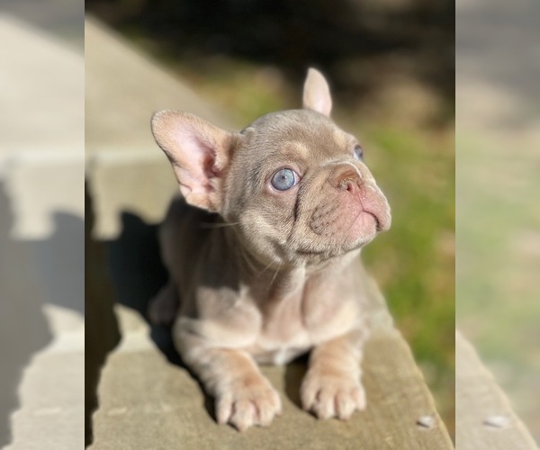Medium Photo #1  Breeder Profile in SAN ANTONIO, TX, USA