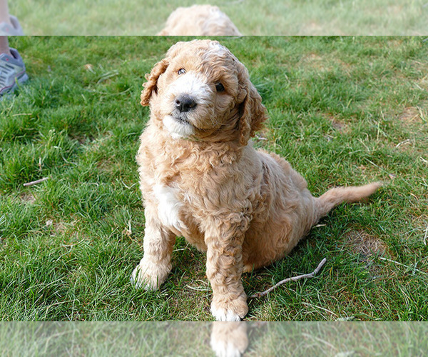 Medium Photo #17  Breeder Profile in ROY, UT, USA