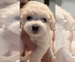 Small breeder photo