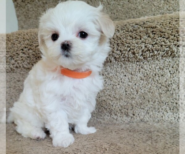 Medium Photo #1  Breeder Profile in LOVELAND, OH, USA
