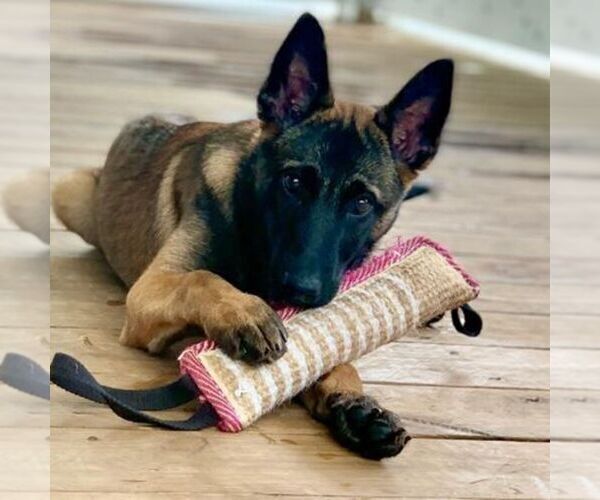 Medium Photo #9  Breeder Profile in S CHARLESTON, WV, USA