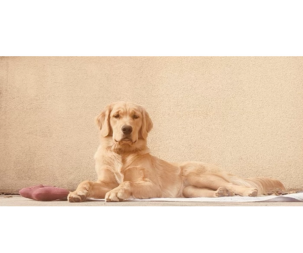 Medium Photo #1  Breeder Profile in KNOXVILLE, TN, USA