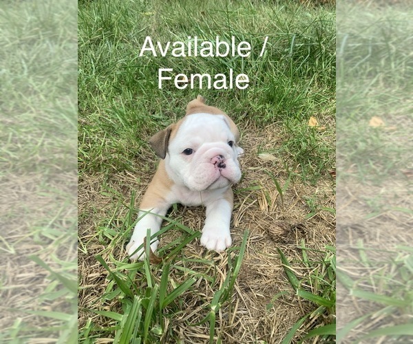 Medium Photo #1  Breeder Profile in CATASAUQUA, PA, USA