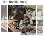 Small #14 Breeder Profile image
