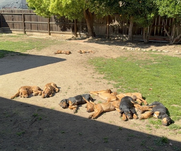 Medium Photo #5  Breeder Profile in FRESNO, CA, USA