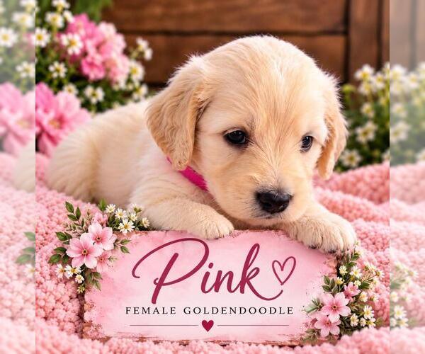 Medium Photo #23  Breeder Profile in MIDDLETOWN, OH, USA