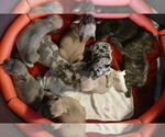 Small #7 Breeder Profile image