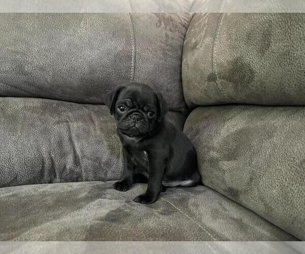 Medium Photo #2  Breeder Profile in FALL CREEK, WI, USA