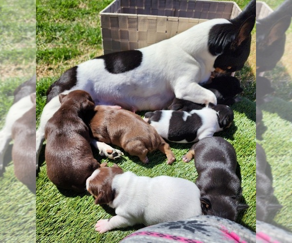 Medium Photo #40  Breeder Profile in CLAREMORE, OK, USA