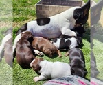 Small #39 Breeder Profile image