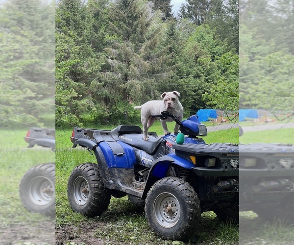Medium Photo #10  Breeder Profile in PORTLAND, OR, USA
