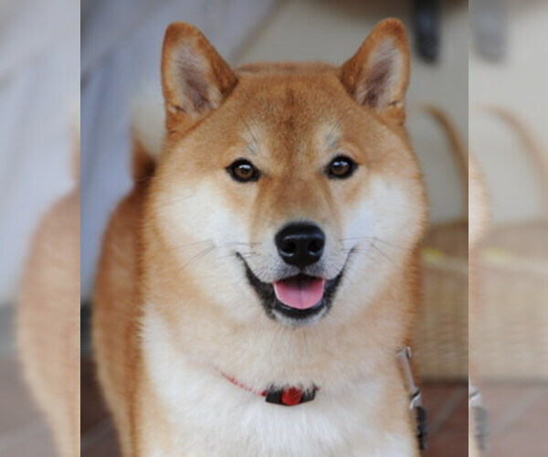Medium Photo #1  Breeder Profile in KENNESAW, GA, USA