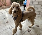 Small #2 Breeder Profile image