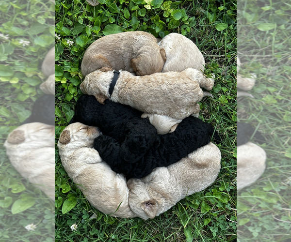 Medium Photo #1  Breeder Profile in WILMORE, KY, USA