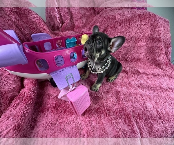 Medium Photo #26  Breeder Profile in JEFFERSONVILLE, IN, USA