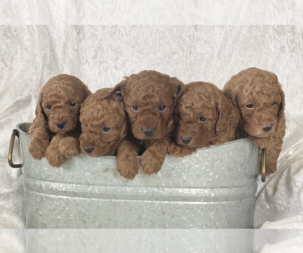 Medium Photo #1  Breeder Profile in PITTSGROVE, NJ, USA