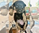 Small #49 Breeder Profile image