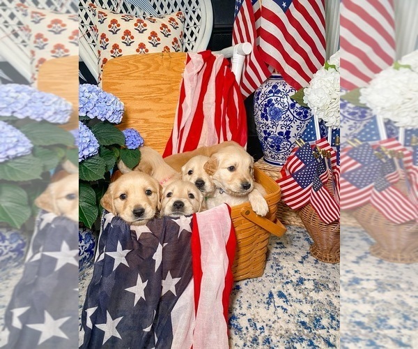 Medium Photo #3  Breeder Profile in CONWAY, SC, USA